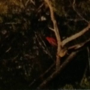 Meet your Posher, Jeanette